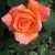 Rose Beauty Rose Beauty