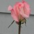Pink Blush Bud Pink Blush Bud