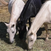 funhorse profile image