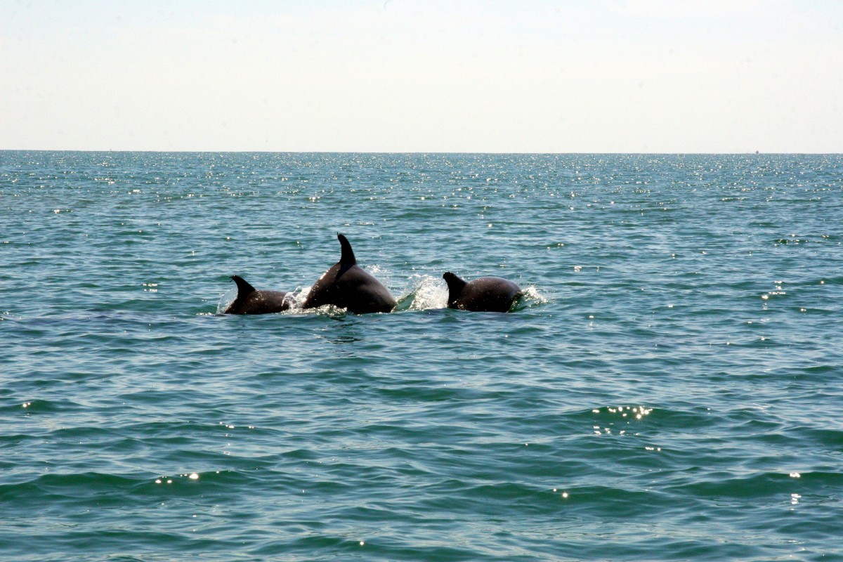 These Atlantic Bottlenose Dolphins were very close to our tour boat. 