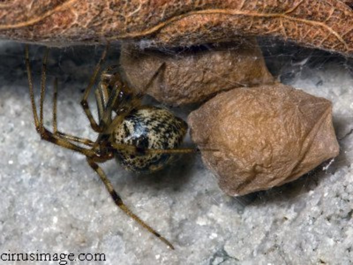 Round and shiny, the common house spider can be confused for a black widow at first glance.