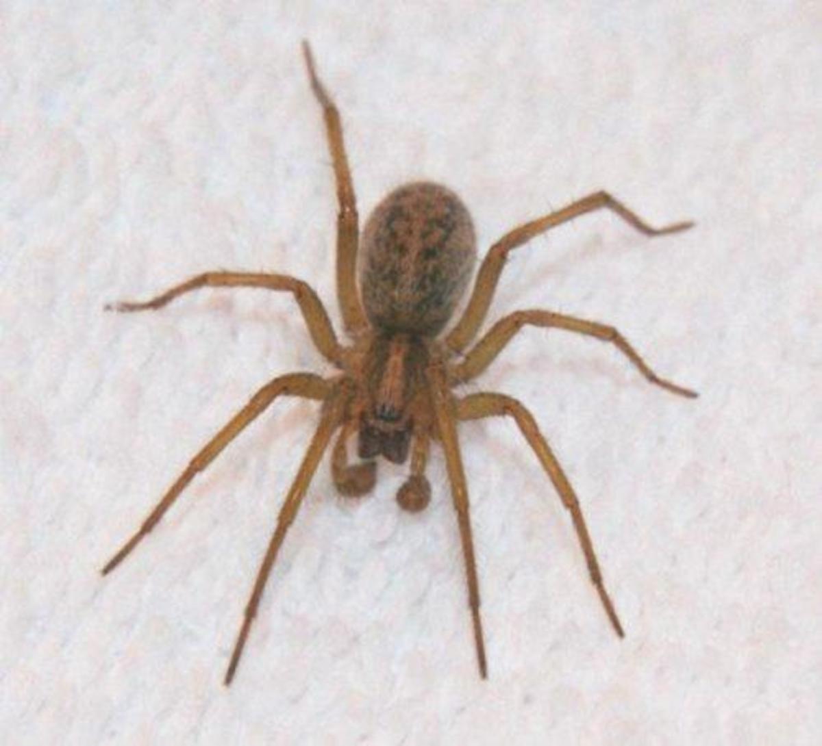 Common House Spider Bites Pictures