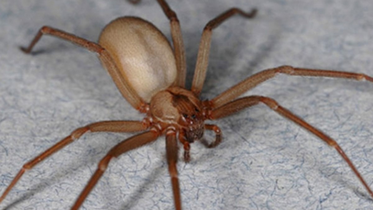 Brown recluses have a distinctively smooth appearance compared to most other spiders their size.