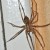 Don't let their size intimidate you. Giant house spiders are very beneficial.