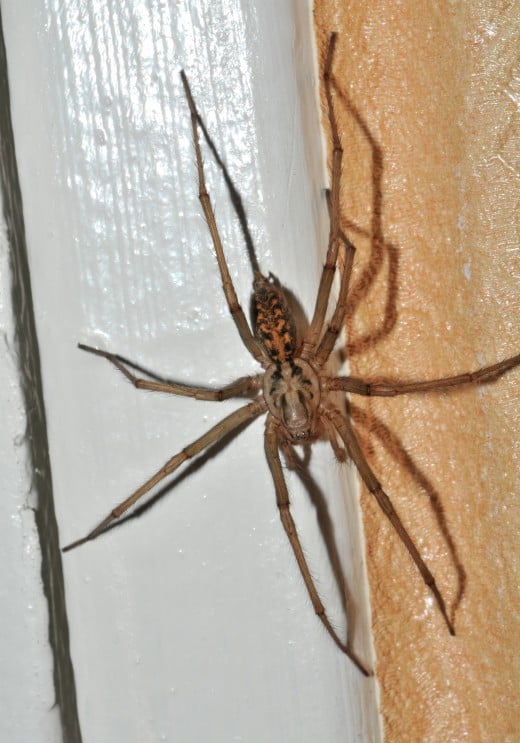 Don't let their size intimidate you. Giant house spiders are very beneficial.