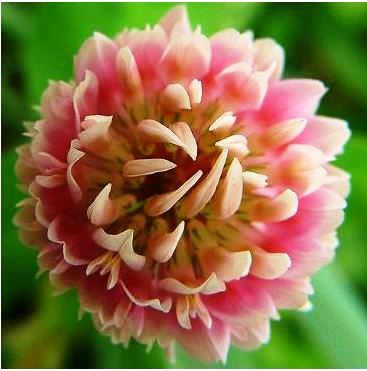 Isoflavones are the active ingredient in red clover. Issues of dosage and effect on breast tissue remain unclear