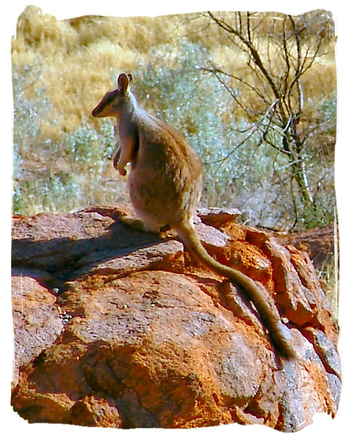 Skippy, Kangaroos And Wallabies | HubPages