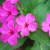 Pink Four O'Clocks from my Flower Bed Pink Four O'Clocks from my Flower Bed