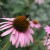 Purple Cone Flower and Bee from my Flower Garden Purple Cone Flower and Bee from my Flower Garden