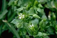Star chickweed is a powerhouse of nutrients!