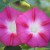 Purple Morning Glories from my Flower Bed Purple Morning Glories from my Flower Bed