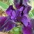 Spectacular Black Iris Opening Up Spectacular Black Iris Opening Up