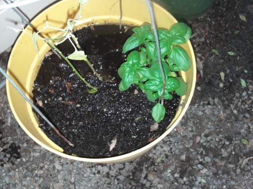 Another view of the chili plant and the basil.