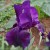 A New Iris Unfolds A New Iris Unfolds