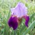 Happy Iris Happy Iris