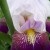 Interior Iris Angles Interior Iris Angles