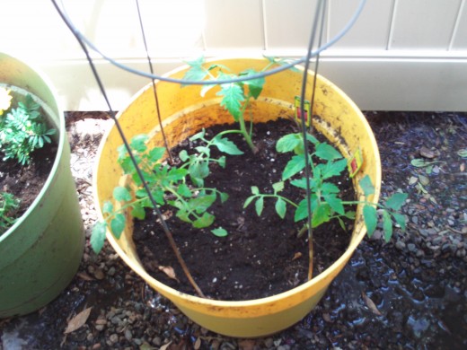 Three tomato plants in a yellow container.