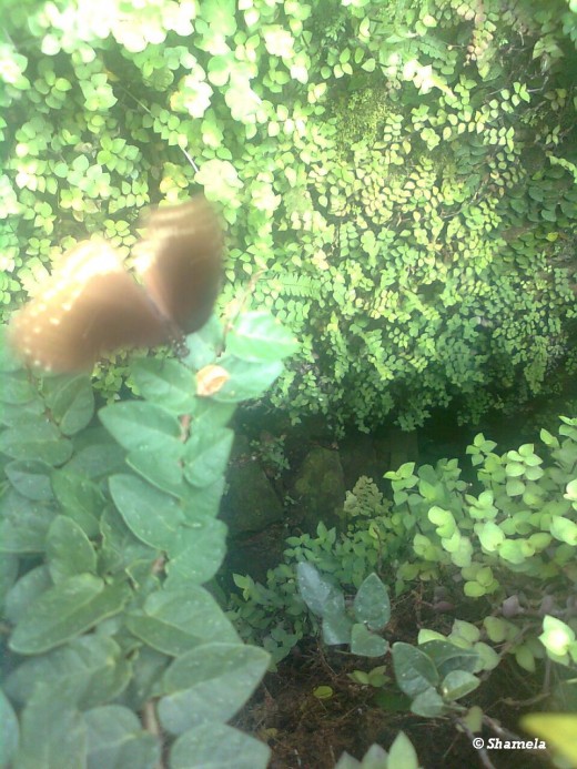 A butterfly near green leaves