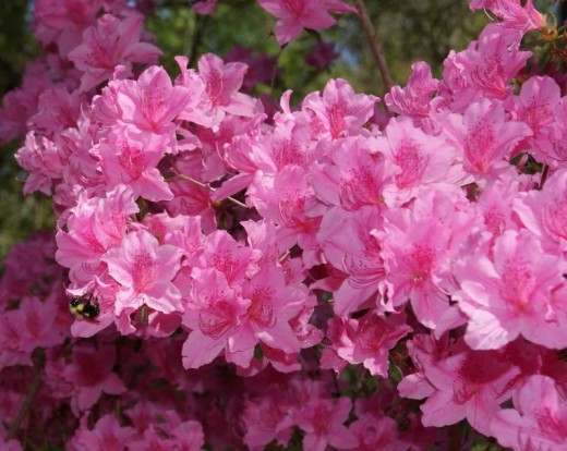 Azaleas Rhododendrons are toxic when eaten
