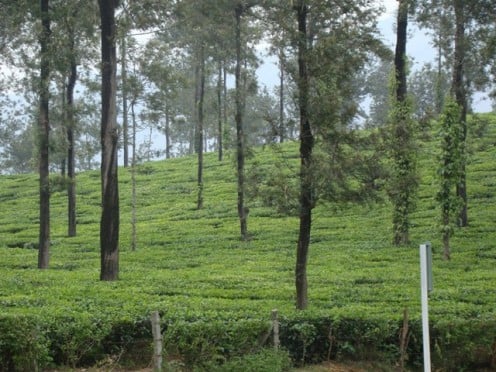 A tea estate in Wayanad