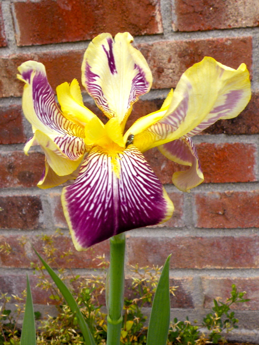 Yellow and purple iris are old fashioned looking, but perfect against a brick backdrop.