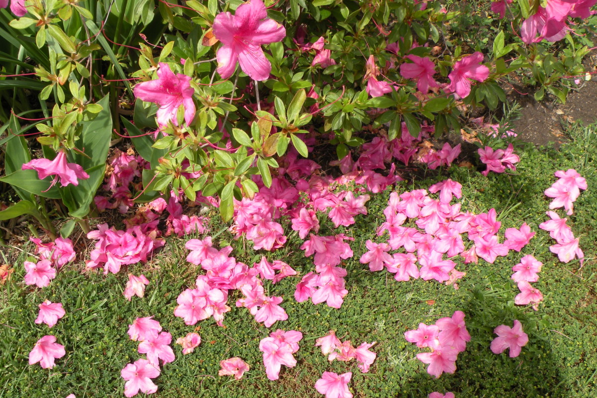 Even when the flowers are past their prime, the fallen blossoms make a carpet of pink.