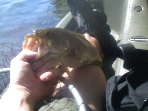The terrible picture I took of the best fish I caught that day