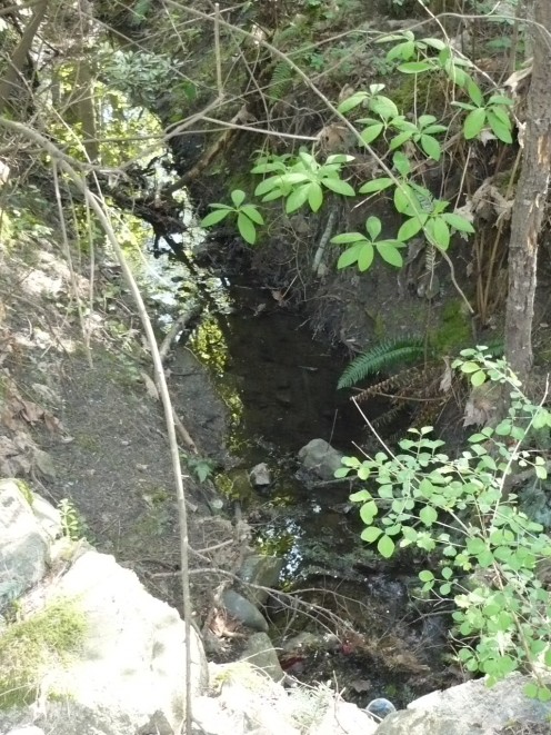 A stream off Rolston Trail, Saanich, BC.