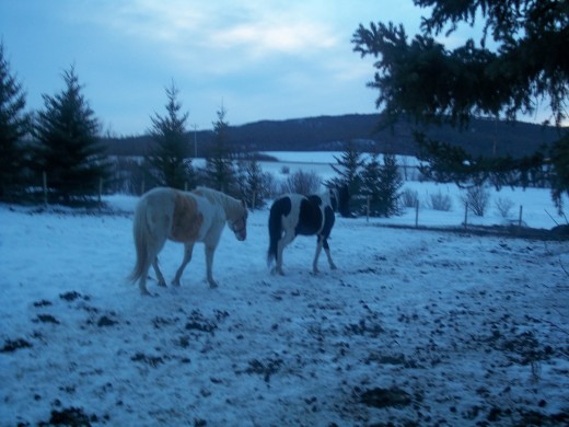 If you have room, a horse boarding facility may be an option in addition to cats and dogs.