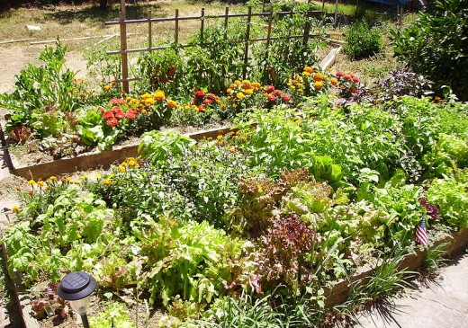 Wooden raised bed