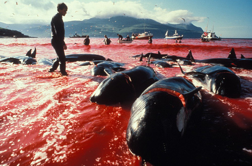 cruel slaughter - whaling