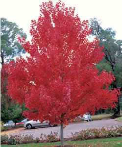The Red Maple