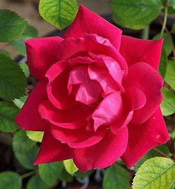 The Double Red Knockout Rose