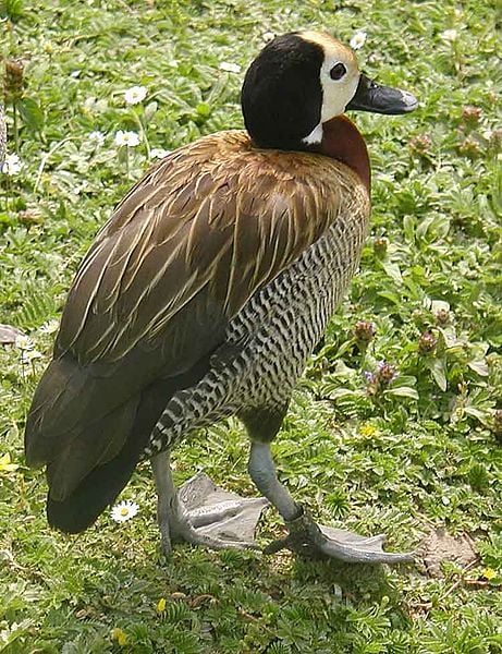 A white faced whistling duck- it makes a high pitched whistling noise that is very sweet.