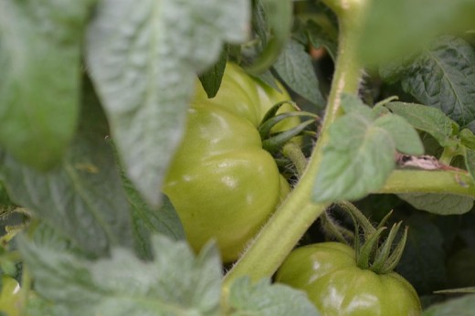 Green, immature tomatoes