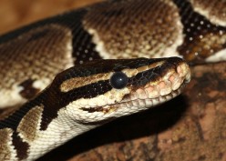 Good Pet Snakes: African Ball Python