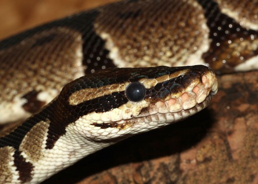 The inquisitive, sweet-tempered ball python makes an excellent reptilian pet. 