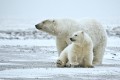 Impacts of Climate Change:  Polar Bear in Danger of Extinction?