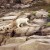 Polar bear, Ursus maritimus; mother and two cubs climbing up Guillemot Island (Ukkusiksalik National Park, Nunavut, Canada) Polar bear, Ursus maritimus; mother and two cubs climbing up Guillemot Island (Ukkusiksalik National Park, Nunavut, Canada)