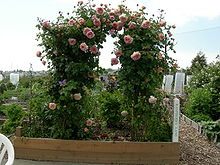 Example of an arched trellis (similar idea to the triangular trellis)