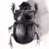 Insect Artist profile image
