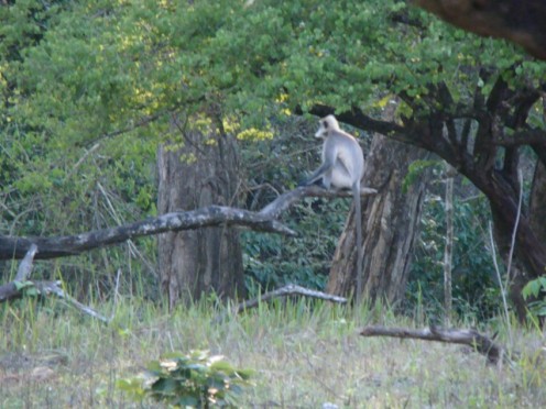 Tholpetty wildlife sanctuary