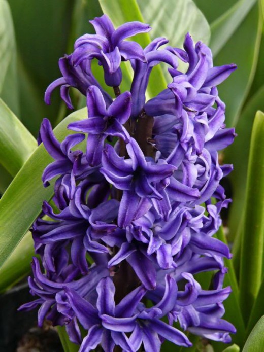 Purple Hyacinth