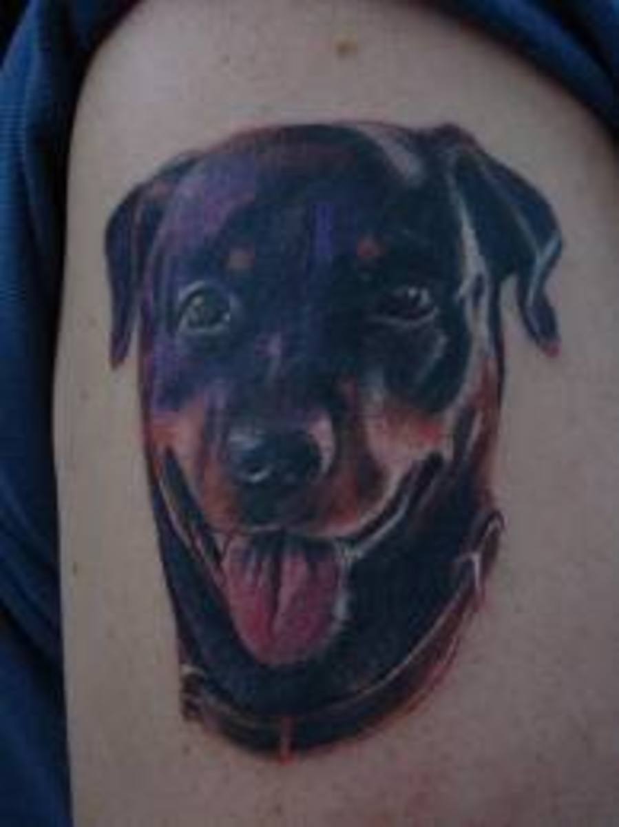 Rottweiler Tattoos And Meanings; Rottweiler Tattoo Designs ...