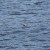 Tofino Wildlife Tofino Wildlife