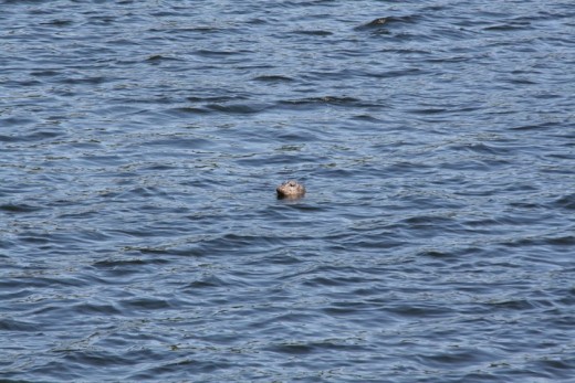 Tofino Wildlife