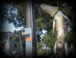 Adventures In Alligator Hunting