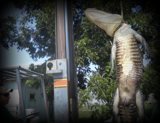 12 foot alligator