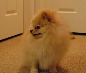 Here is a picture of Boo before the haircut that started all the intrigue and mystery. 