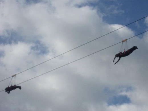 Zip lining, a new kind of adventure in Bohol